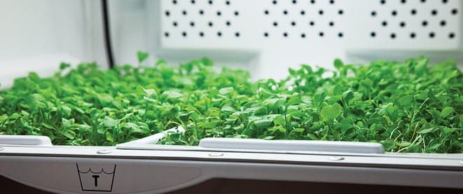 Grow your own herbs? Not so fast.
