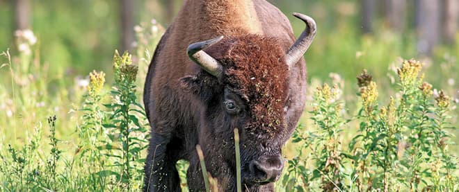 Bison back in Banff. Burgers, anyone?
