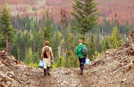 Charlotte Gill's life as a tree planter and terrifying encounter with a grizzly