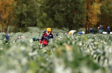 Canada's foreign worker boom