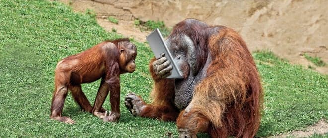 There’s an ape for that