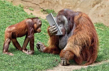 Orangutans and gorillas go bananas for tablet computers