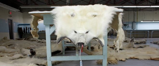 We're shotting polar bears?!?