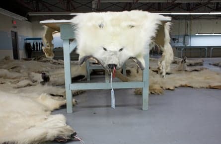 We’re shooting polar bears?!?