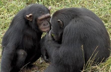 The morality of animals