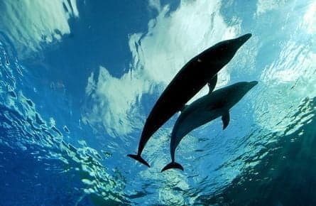 Why whales and dolphins should qualify as 'non-human people'