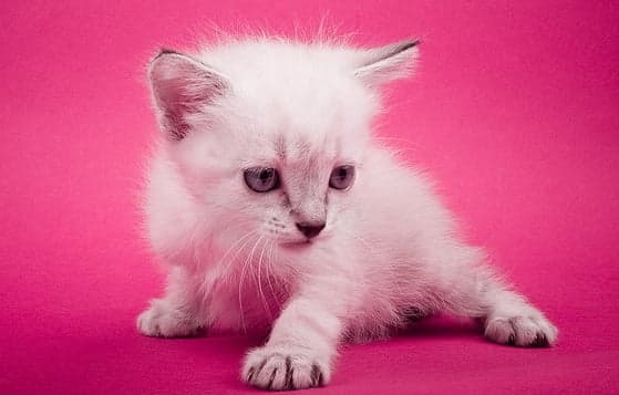 Pinterest is all pink, puppies and pretty ponies