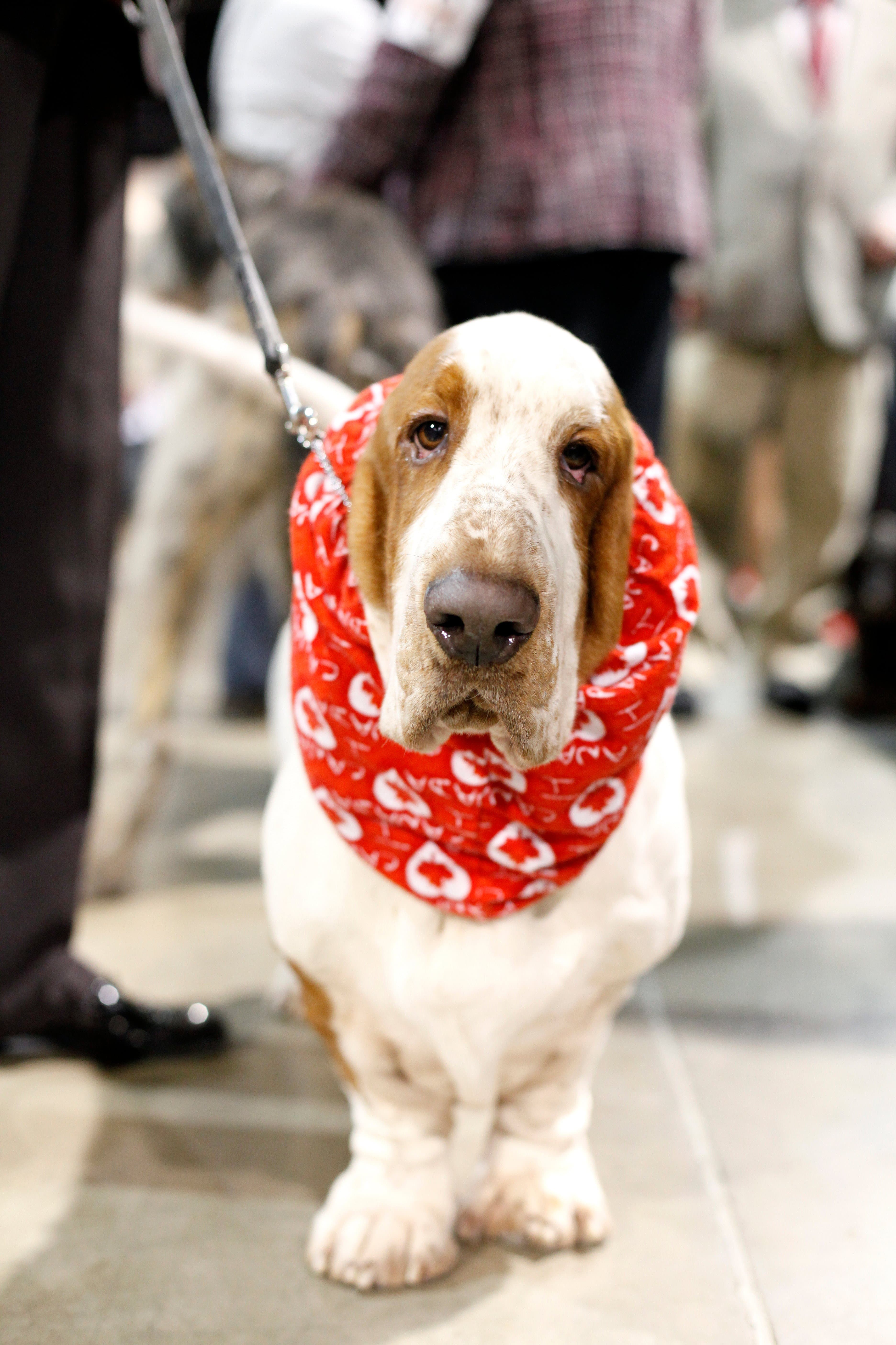 Behind the scenes at the Purina National