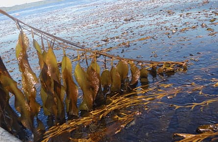 Scientists have found a way to turn seaweed into fuel