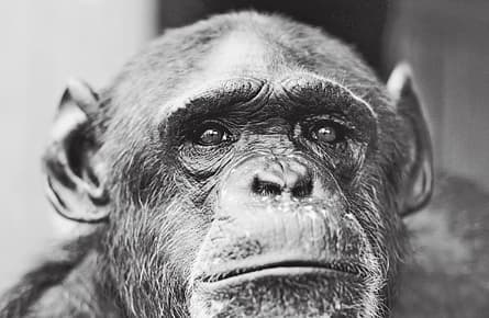 Life with the chimps of Fauna Sanctuary
