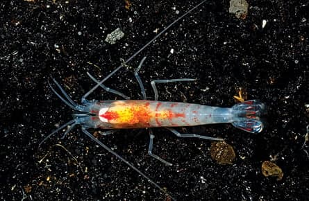 Ever wonder what's at the bottom of the Mariana Trench?