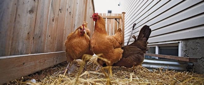 Running a-fowl of the constitution