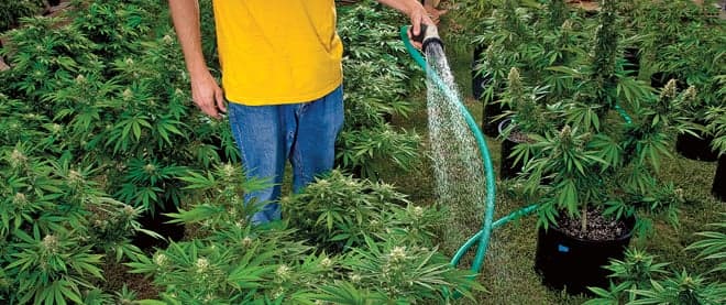 A whole town goes to pot