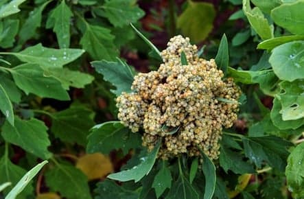 The year of quinoa?