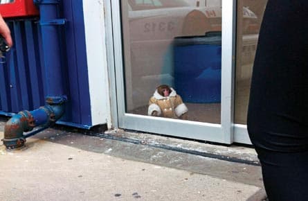 Let the Ikea monkey go home