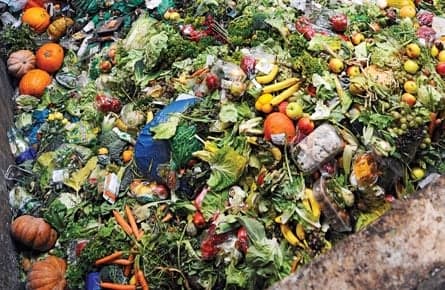 The food-waste debate could use a pinch of common sense