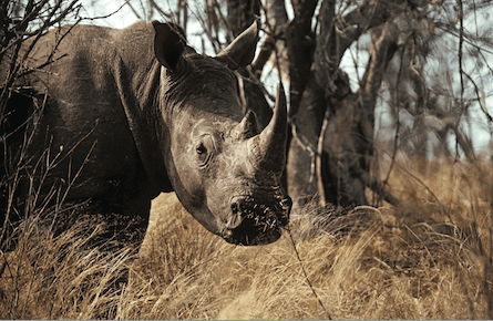 Mathematicians propose solution to rhino poaching