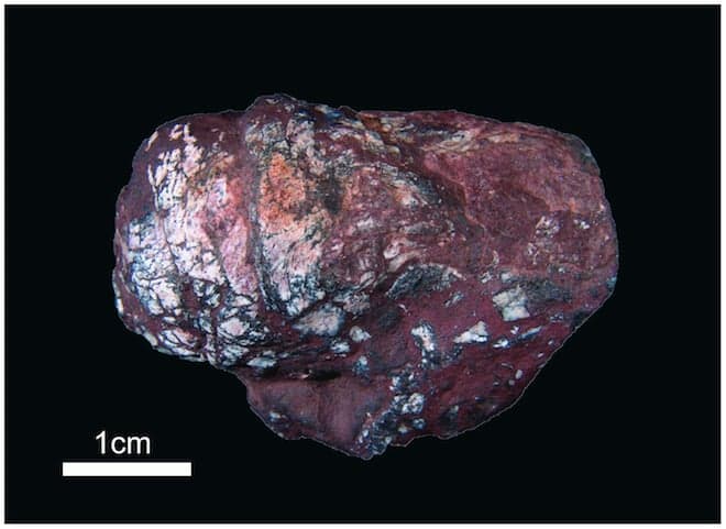 Scientists find tapeworms in 270 million-year-old shark poop