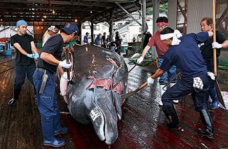 New report suggests Japanese whaling industry is drowning