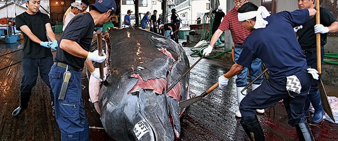From whaling to watching