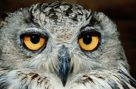 Mystery of owls spinning their heads all the way around revealed