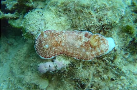 Sea slugs remove their own penises after mating, scientists find
