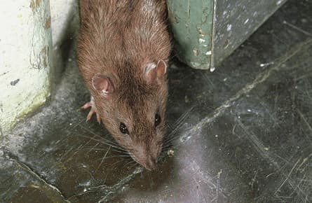 New York City has a plan for its rats: sterilize the females
