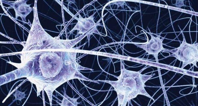How socializing led proto-humans to develop language and culture