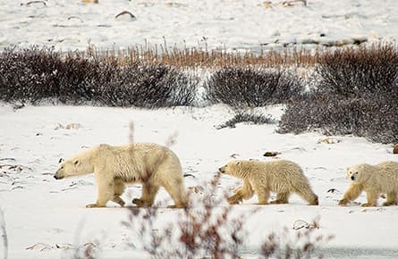 This polar bear hunting quota brought to you by Coca-Cola