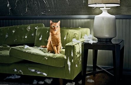 What to do if your cat’s a brat? Ask the Cat Whisperer
