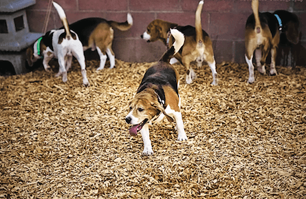 Barbara Amiel on the ethics and emotions of testing drugs on animals