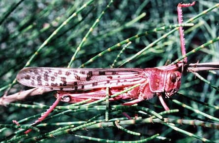 Swarm of locusts descends upon Egypt, Israel put on locust alert