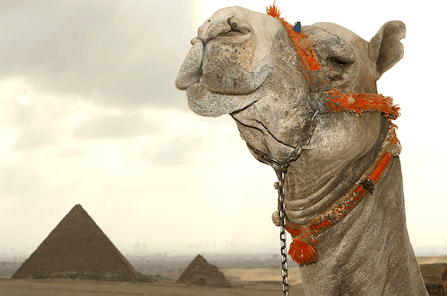 Sad camels of the High Arctic