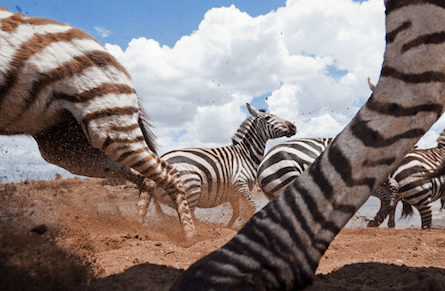 Close encounters of the wild kind in Serengeti