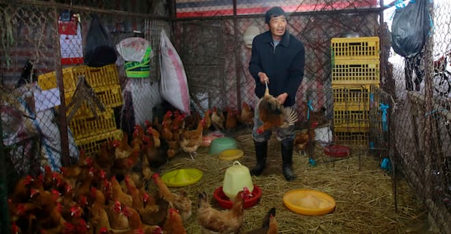 Bird flu fears: 20K birds killed in China, human death toll from virus rises to six