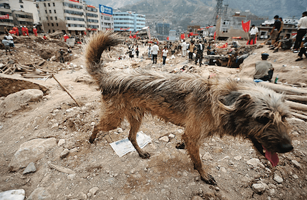 How Canada became a haven for the world’s unwanted dogs