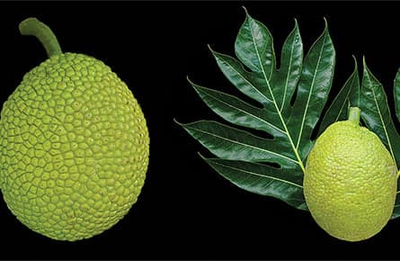 Breadfruit? And how exactly do you eat that?