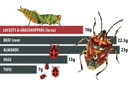 Why all the buzz on eating bugs? Protein
