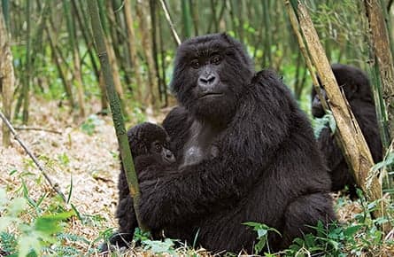 Whatever happened to maternal instinct?
