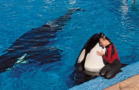 Blackfish: A killer whale gone very bad