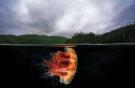 David Hall's underwater sightings