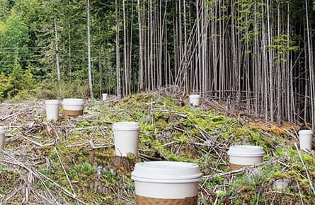 The battle over eco-certified coffee cups