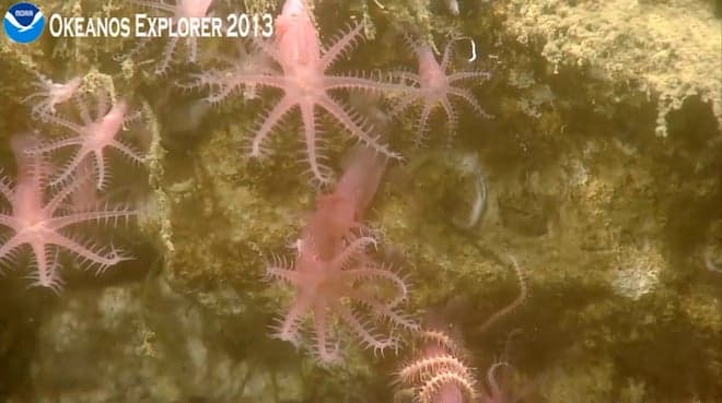 Okeanos Explorer livestreams from a kilometre below the ocean
