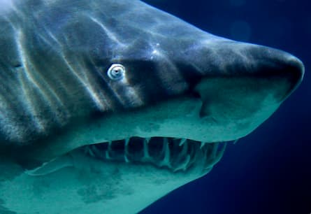Inspired by Shark Week, an infographic of all the things that can kill you
