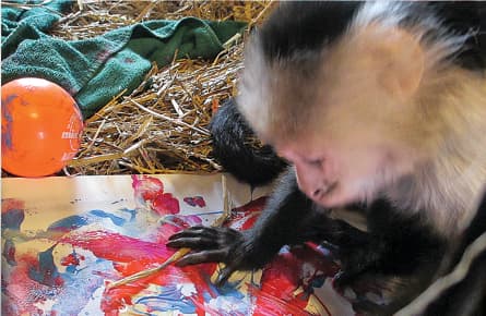 My monkey could do that