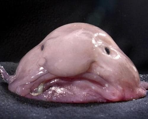 Meet the blobfish, the world's ugliest animal