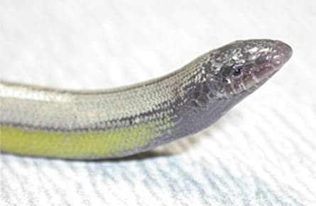 New species of legless lizard found at end of California airport runway