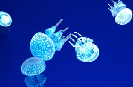 Canada's biggest indoor aquarium opens its doors