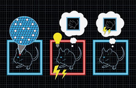 'Project Inception' plants false memories in the minds of mice