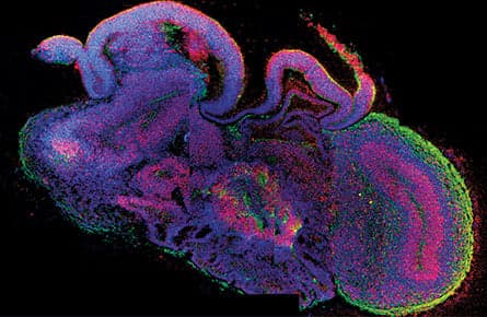 Cultivating mini-brains